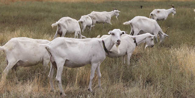 Состав молока коз  при использовании  в рационах жмыхов