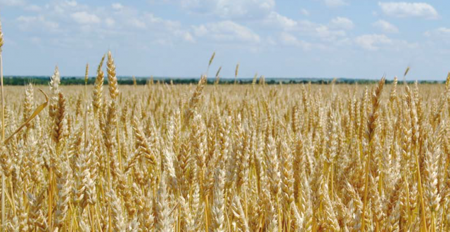 Чем опасны болезни озимой пшеницы?