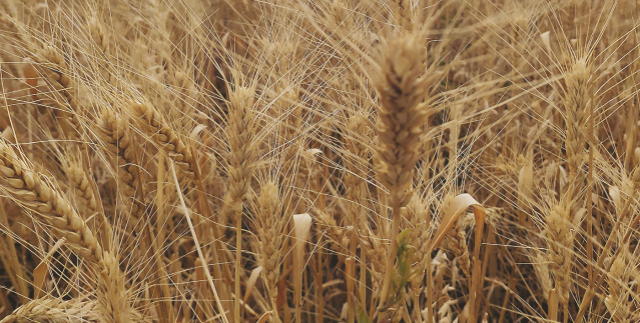 Положительное влияние  кремнийсодержащего  препарата на озимую пшеницу